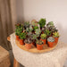 Succulenten Mix - 20 stuks - 7 cm - ø5,5 - 123flora.nl