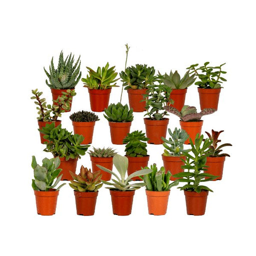 Succulenten Mix - 20 stuks - 7 cm - ø5,5 - 123flora.nl