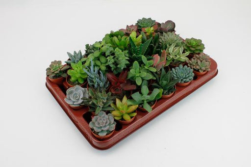 Succulenten Mix - 30 stuks - 7cm - Ø5,5 - 123flora.nl