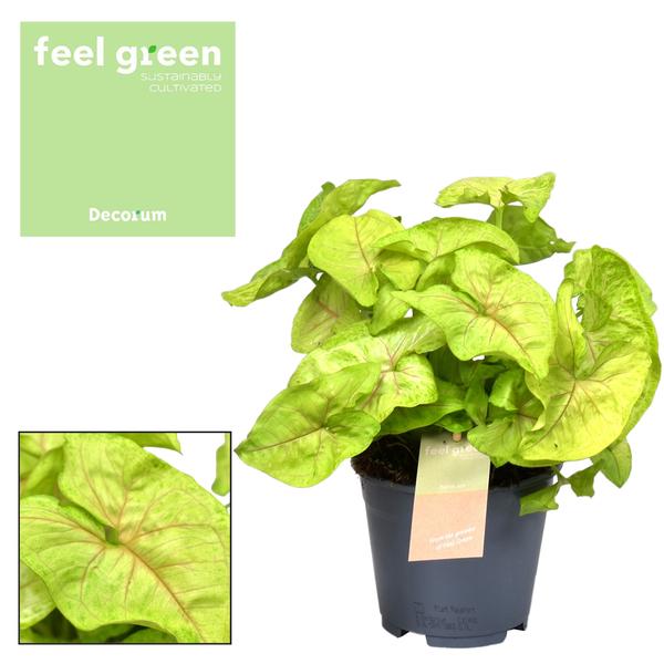 Syngonium Golden Feel Green - Ø14cm - ↕30cm - 123flora.nl
