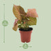 Syngonium Neon - Ø12 ↕25 - 123flora.nl