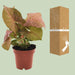 Syngonium Neon - Ø12 ↕25 - 123flora.nl