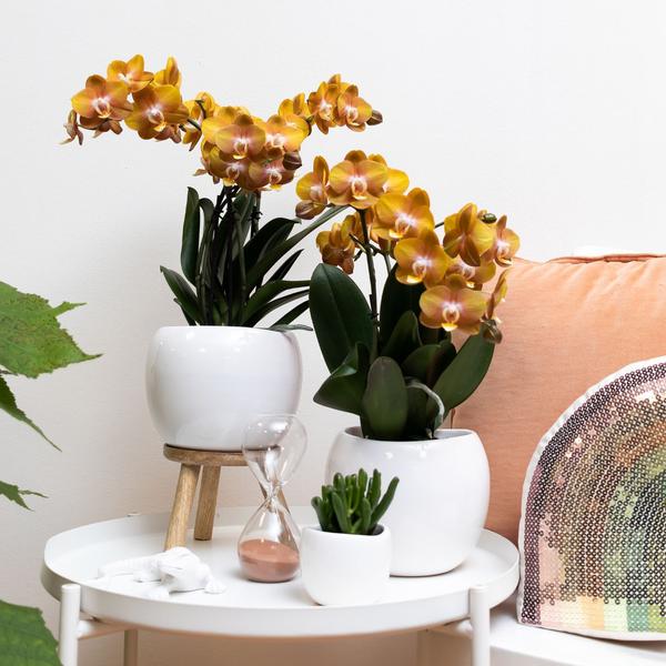 Kolibri Orchids | Oranje gouden Phalaenopsis orchidee - Jewel Las Vegas - potmaat Ø12cm | bloeiende kamerplant - vers van de kweker