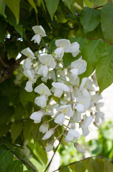 2x Wisteria floribunda 'Longissima Alba' - ↨65cm - Ø15