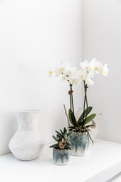 Kolibri Orchids | witte Phalaenopsis orchidee – Amabilis + Sky pot – potmaat Ø9cm | bloeiende kamerplant in bloempot - vers van de kweker