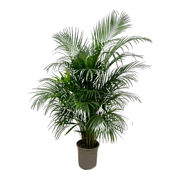 Dypsis Lutescens (Areca palm) 150 cm - ø24