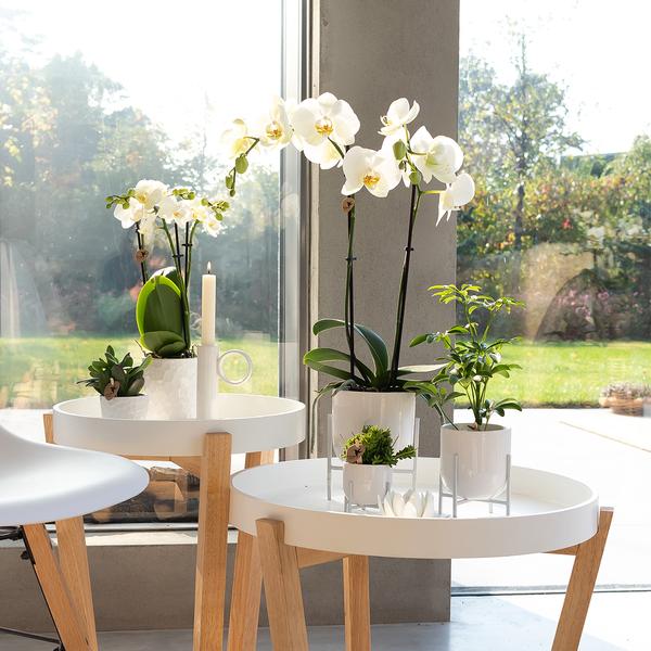 Kolibri Orchids | witte Phalaenopsis orchidee - Dame Blanche - potmaat Ø12cm | bloeiende kamerplant - vers van de kweker