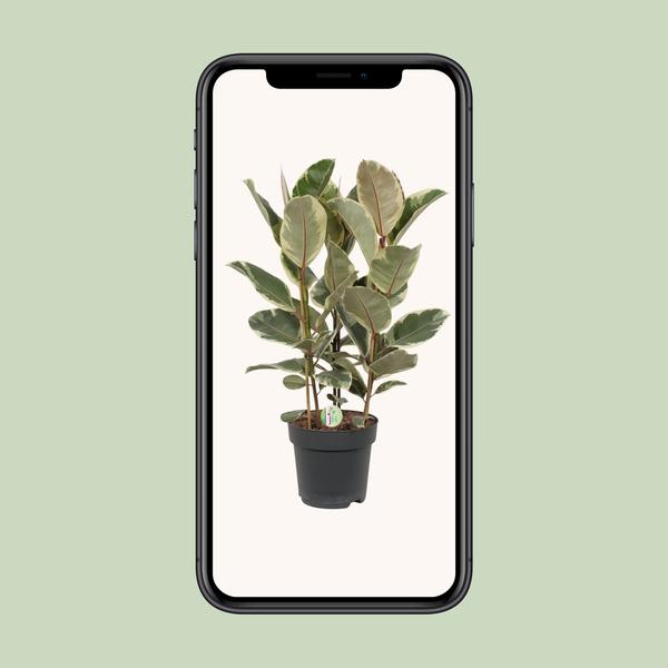 Ficus Tineke - Ø27cm - ↕85cm