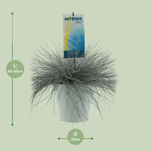 Festuca Glauca Intense Blue - Ø23cm - ↕50cm