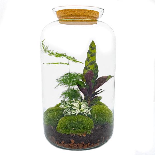 DIY terrarium - Botanical Sven XL - ↕ 43 cm - Rake + Shovel + Tweezer