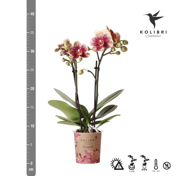 Kolibri Orchids | Geel rode phalaenopsis orchidee - Spain - potmaat Ø9cm | bloeiende kamerplant - vers van de kweker