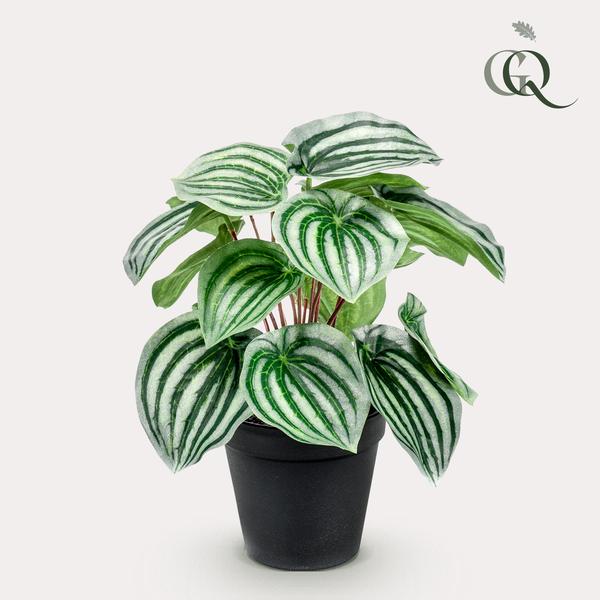 Kunstplant - Peperomia Argyreia - Watermelon -25 cm