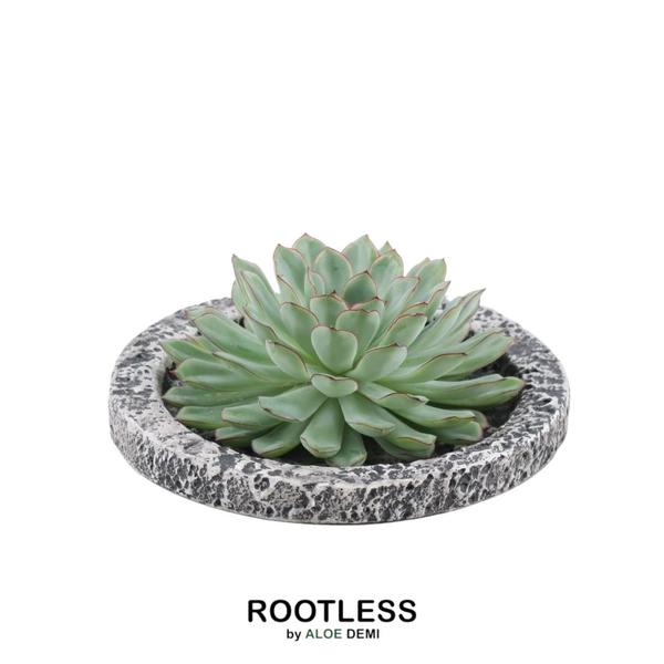 ROOTLESS Succulent Echeveria Pulidonis in schaal 'Concrete' Ø20 cm - ↕5 cm