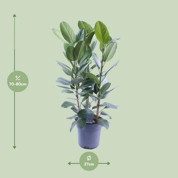 Ficus Audrey Toef 3 stekken - Ø27cm - ↕105cm