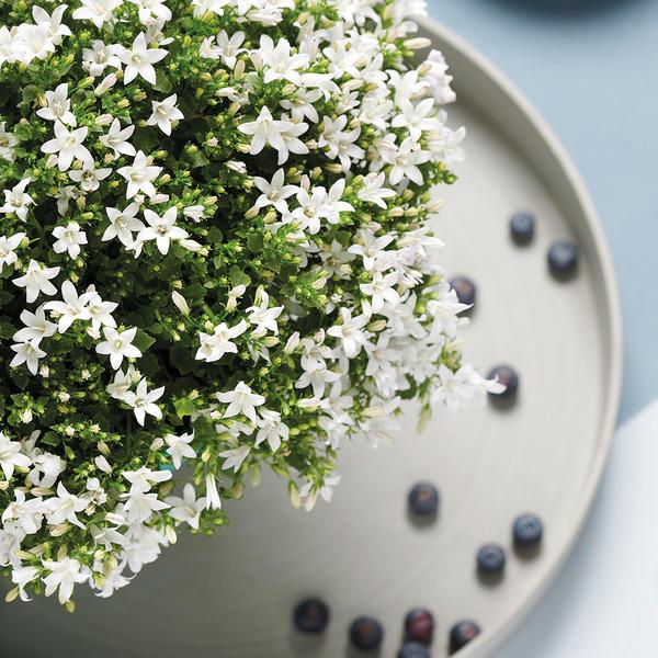 Campanula Addenda Ambella white - Rieten schaal met Campanula met watergeefsysteem - 3 stuks - Klokjesbloem wit - potmaat 12cm - binnen & buiten