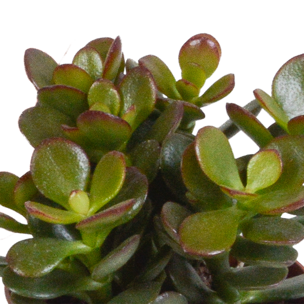 Crassula mix 8.5 cm - 3x - in Mexicaanse pot