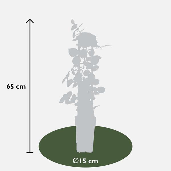 Rosa Crazy in love 'Pink' - Roze Roos - Ø15cm - ↕65cm