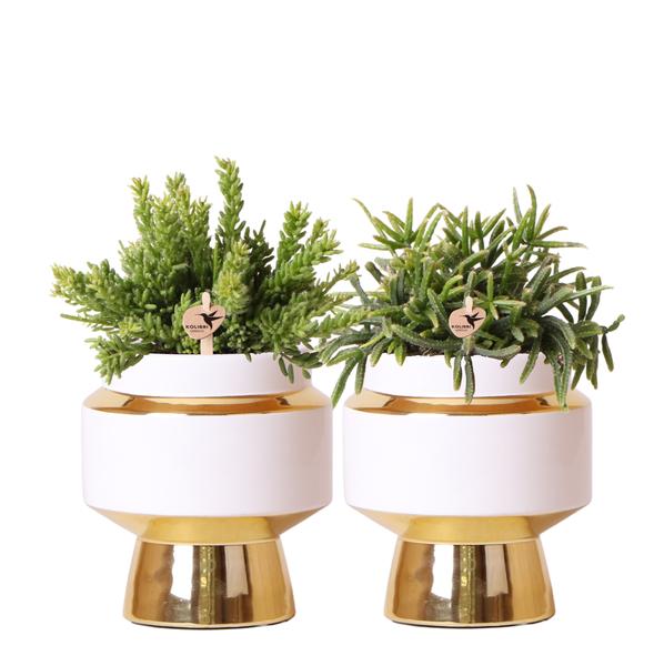 Kolibri Greens | Succulenten set van 2 planten in gouden Le Chic sierpotten - keramiek  potmaat Ø9cm