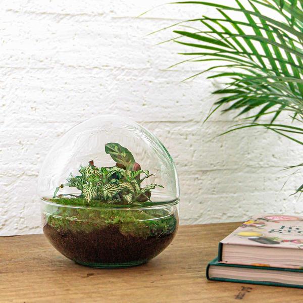 DIY terrarium - Dome - ↕ 20 cm - Rake + Shovel