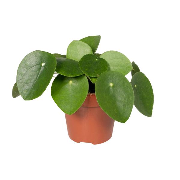 Pilea Peperomiodes - Pannekoekenplant - Ø12cm - ↕20cm