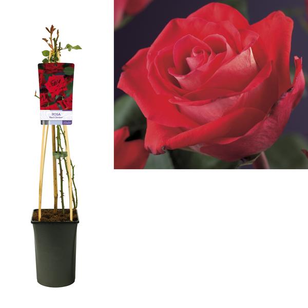 Rosa 'Red Climber' +light Label - Ø17cm - ↕75cm