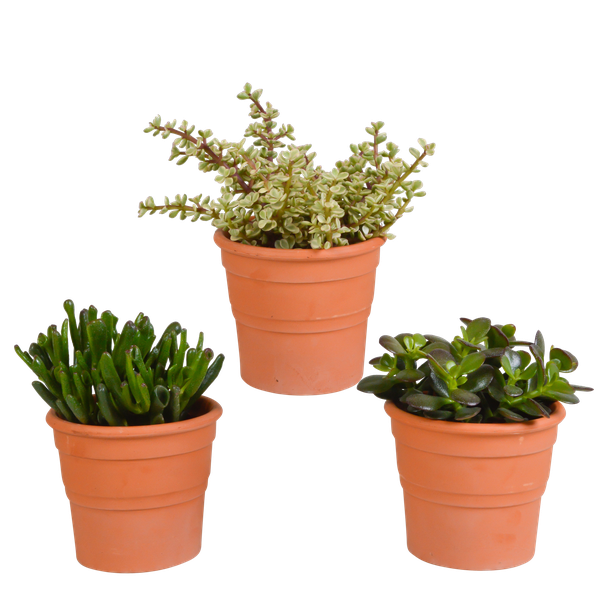 Crassula mix 10,5 cm - 3x - in terracotta pot