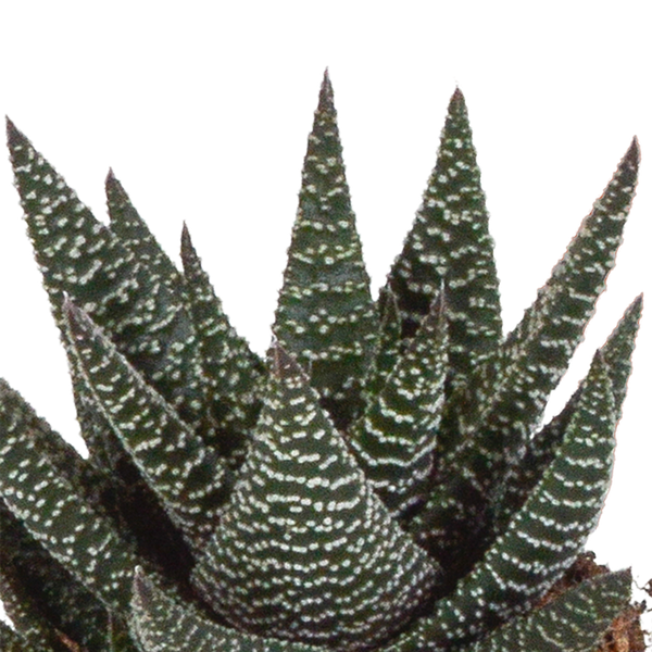 Gasteria/Haworthia mix 8,5cm - 3x - zonder pot