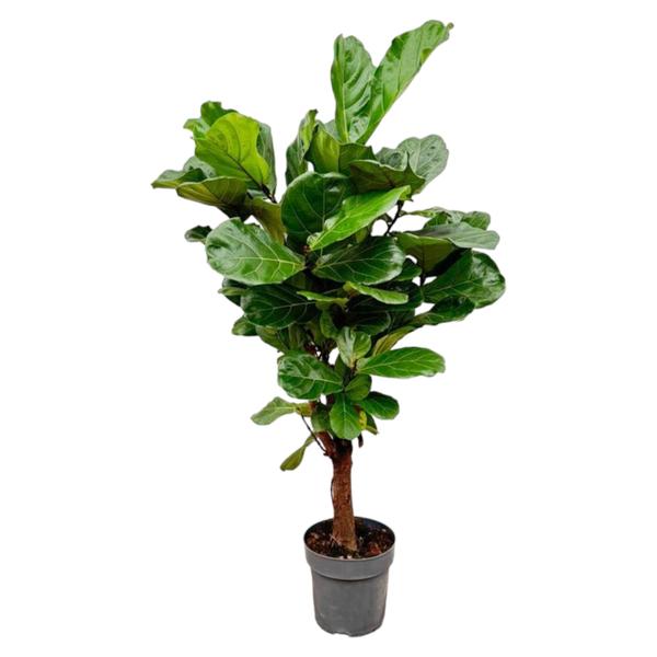 Ficus Lyrata vertakt - 150cm - ø24