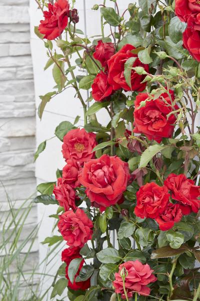 Rosa Crazy in love 'Red' - Rode Roos - Ø15cm - ↕65cm