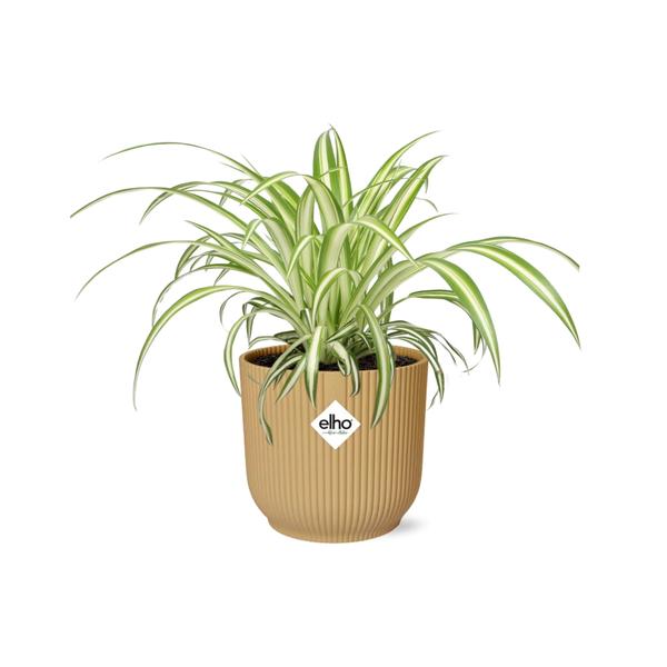 Chlorophytum Comosum Variegatum in ELHO Vibes Fold 14cm geel