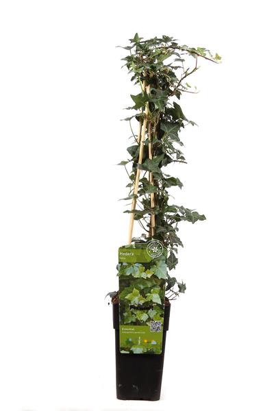 Hedera helix - Ø15cm - ↕65cm