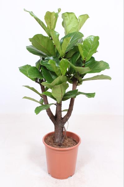 Ficus Lyrata vertakt - Ø27cm - ↕120cm