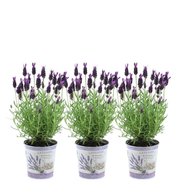 Plants by Frank - Lavandula stoechas Anouk®  in 'Lavendelprint' sierpot - 13 cm pot - set van 3 Franse Lavendels in Sierpot