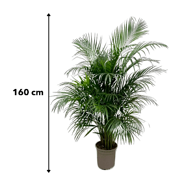 Dypsis Lutescens (Areca palm) 150 cm - ø24