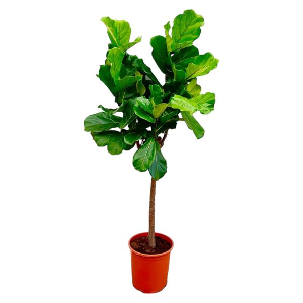 Ficus Lyrata boom - 150 cm - ø30