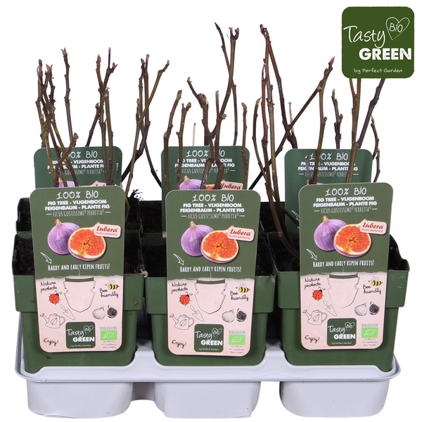 Ficus Gustissimo Perretta - Ø19cm - ↕50cm - Ø13 - ↨45cm