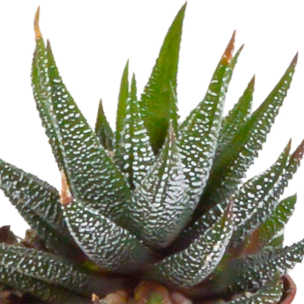 Gasteria/Haworthia mix 5,5cm - zonder pot - 5x