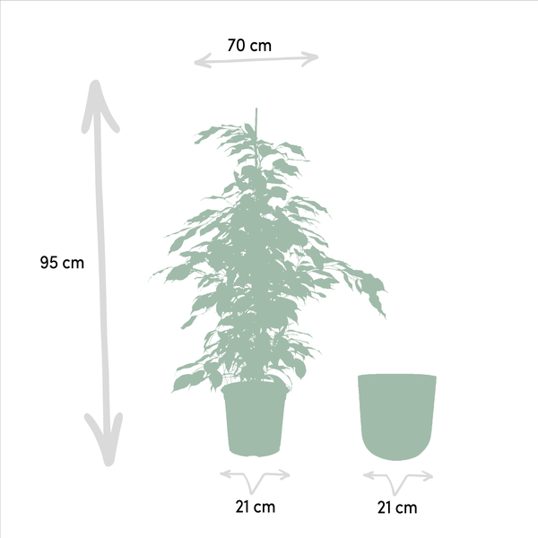 Ficus benjamina Danielle - Ø21cm - ↕95cm + Pot Mayk Lead