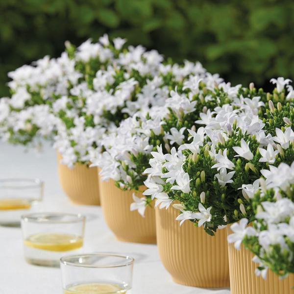 Campanula Addenda - Klokjesbloem wit potmaat 12cm - 2m2 bodembedekker - 12 stuks - Ambella white - tuinplanten - winterhard