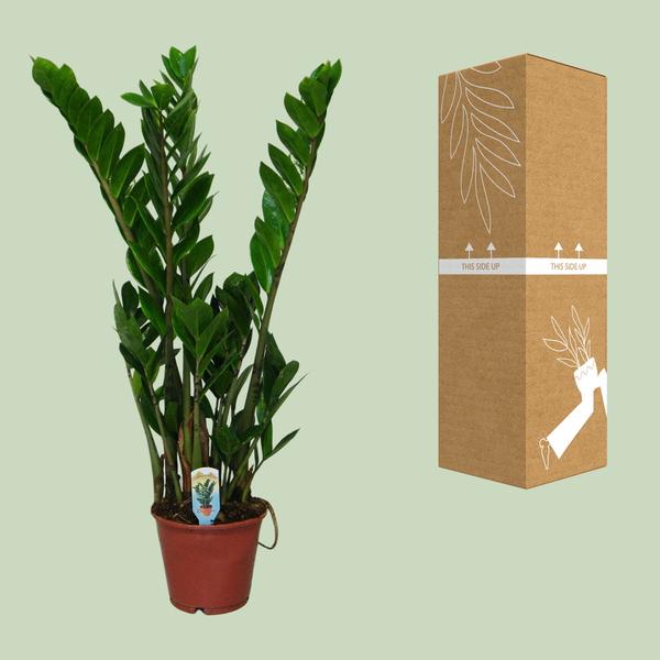 Zamioculcas Zamiifolia - Ø14cm - ↕50cm