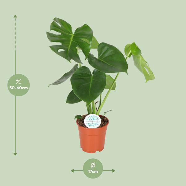 Monstera Deliciosa  - Ø17cm - ↕55cm