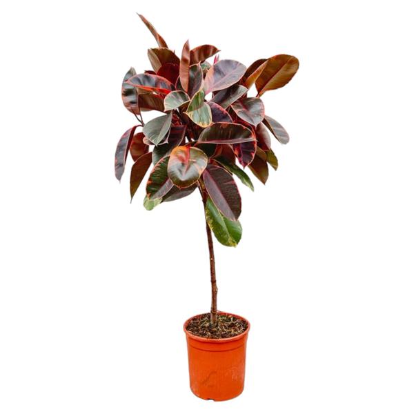 Ficus Elastica Belize op stam - 130 cm - ø24