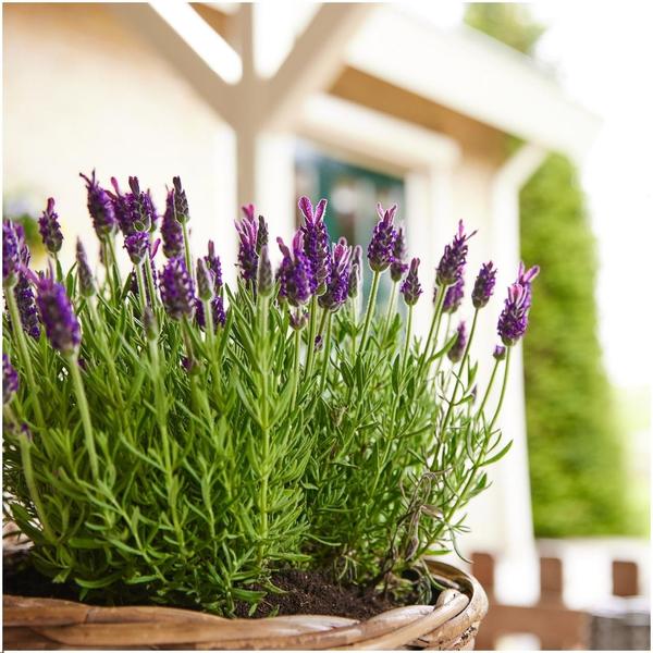 24 x Lavandula stoechas Anouk® - Ø12 cm - ↕25 cm