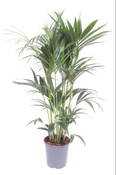 Howea Forsteriana - Ø24cm - ↕130cm