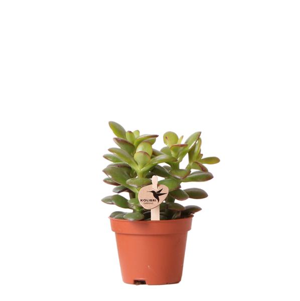 Kolibri Greens | Groene plant - Succulent Crassula Minor - potmaat Ø6cm - groene kamerplant - vers van de kweker