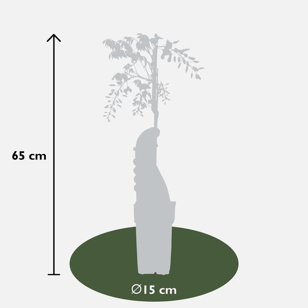 2x Wisteria sinensis 'Caroline' - ↨65cm - Ø15