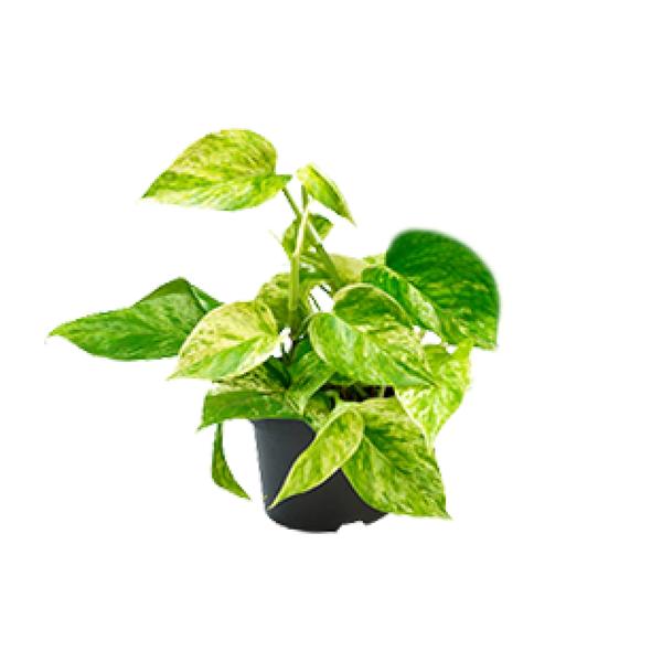 Epipremnum Marble Queen - Scindapsus - Ø15cm - ↕25cm - Ø12 - ↨15cm