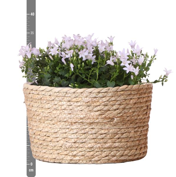 Campanula Addenda Ambella white - Rieten schaal met Campanula met watergeefsysteem - 3 stuks - Klokjesbloem wit - potmaat 12cm - binnen & buiten