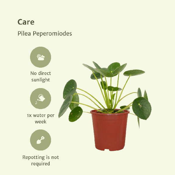 2x Pilea Peperomiodes - Pannekoekenplant - 20cm - ø12