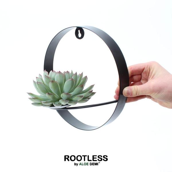 ROOTLESS Succulent Echeveria Pulidonis op Muurdeco standaard zwart Ø20 cm - ↕20 cm